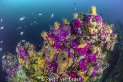 The color purple created by soft coral by Peet J Van Eeden 